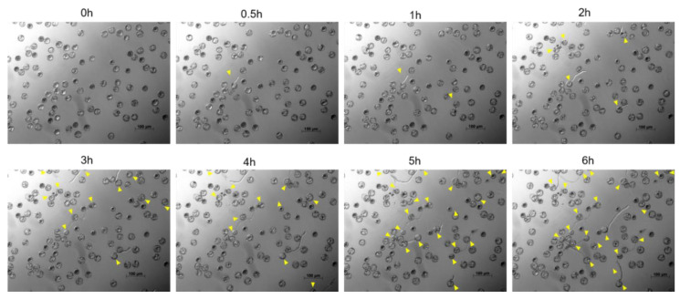 PMC7284845 – plants-09-00665-f001