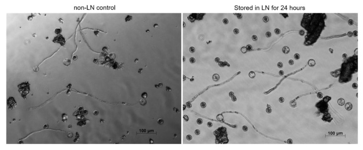 PMC7284845 – plants-09-00665-f005