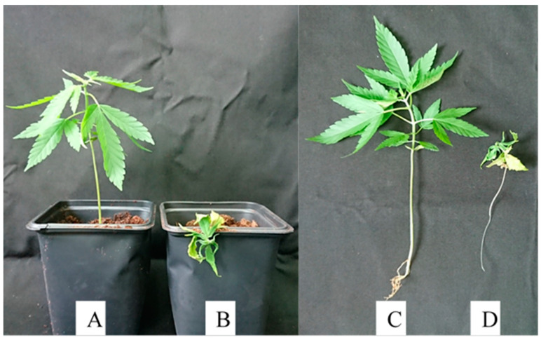 PMC7412049 – plants-09-00882-f005