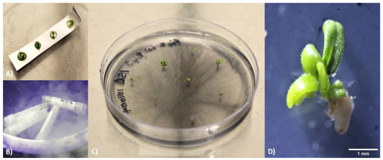 PMC8470898 – plants-10-01794-f002