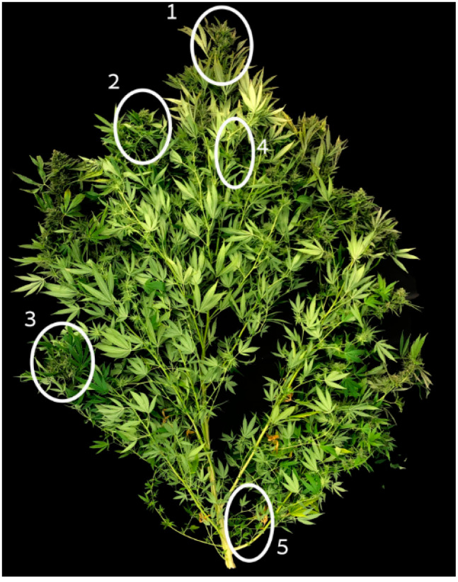 PMC8468686 – plants-10-01834-f007