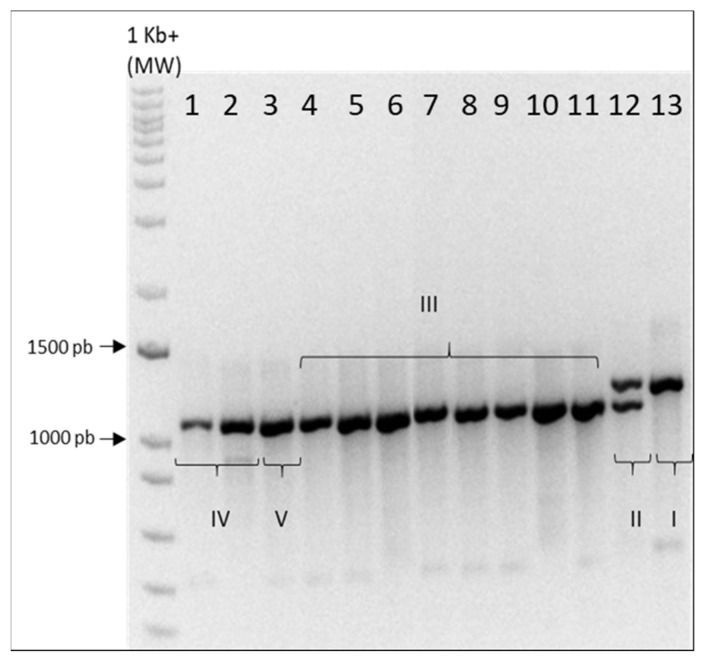 PMC8466818 – plants-10-01857-f0A1