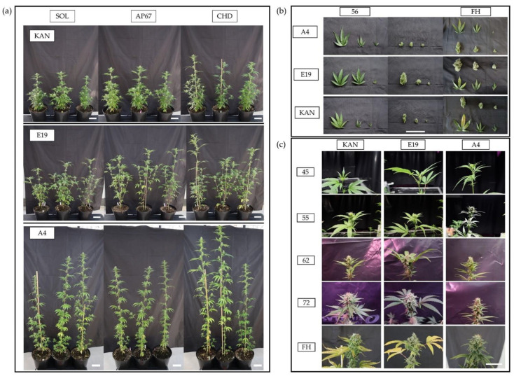 PMC8472666 – plants-10-01866-f001