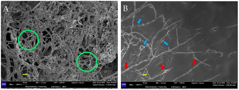 PMC8623994 – plants-10-02436-f003