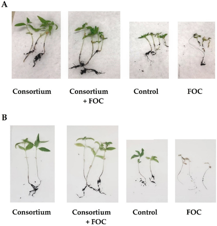 PMC8623994 – plants-10-02436-f005