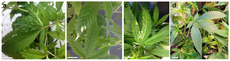 PMC8838890 – plants-11-00327-f001