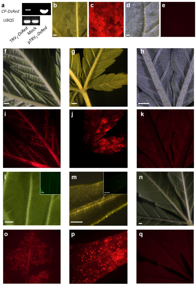 PMC8838890 – plants-11-00327-f003