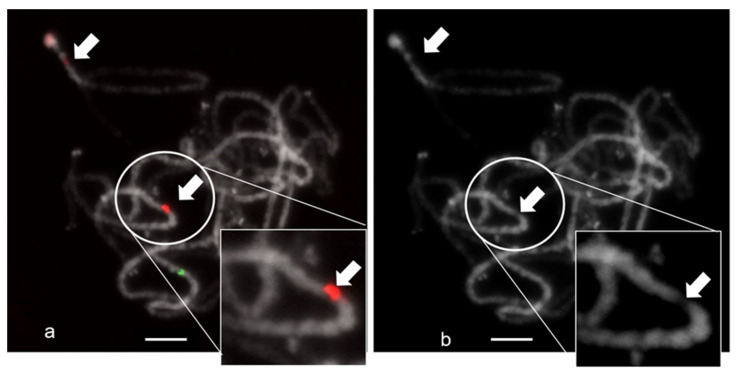 PMC9183113 – plants-11-01396-f004
