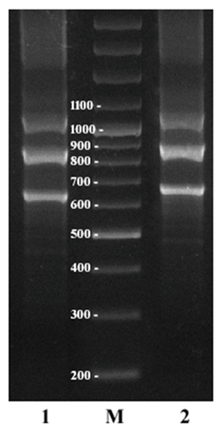 PMC9183113 – plants-11-01396-f008