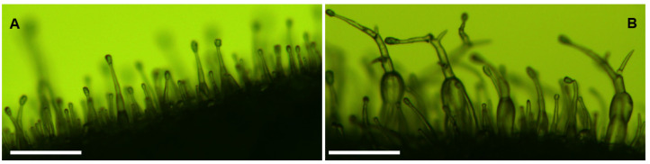 PMC9182785 – plants-11-01519-f003