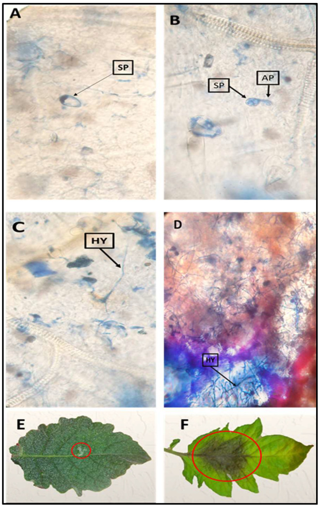 PMC9320409 – plants-11-01824-f001