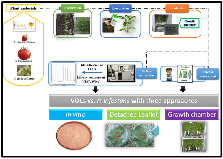 PMC9320409 – plants-11-01824-f008