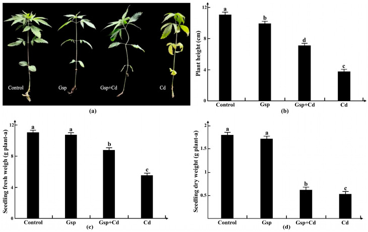 PMC9504380 – plants-11-02364-f001