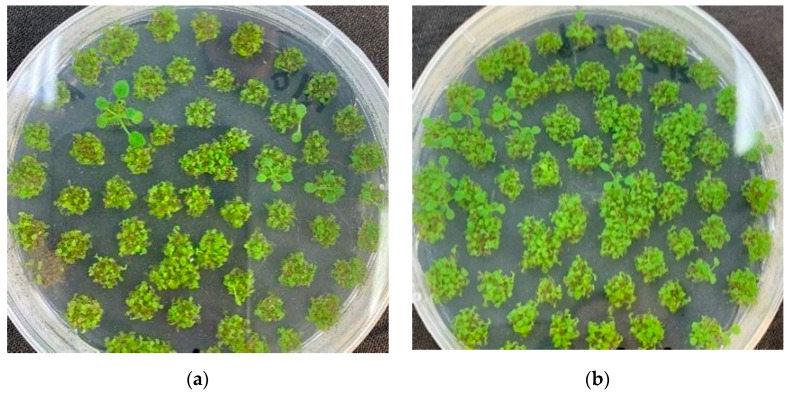 PMC9504380 – plants-11-02364-f012