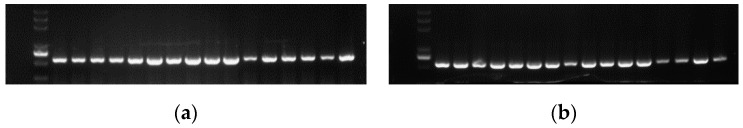 PMC9504380 – plants-11-02364-f013