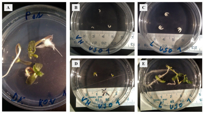 PMC9657790 – plants-11-02995-f001