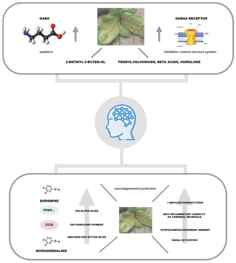 PMC9782902 – plants-11-03434-f004