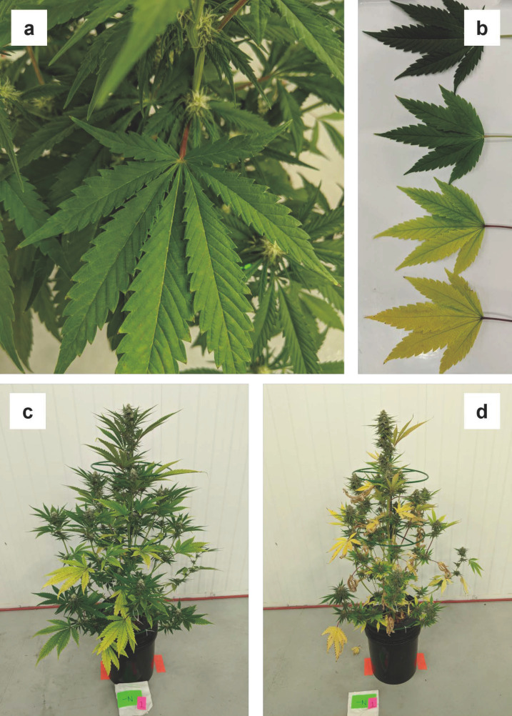 PMC9920212 – plants-12-00422-f002