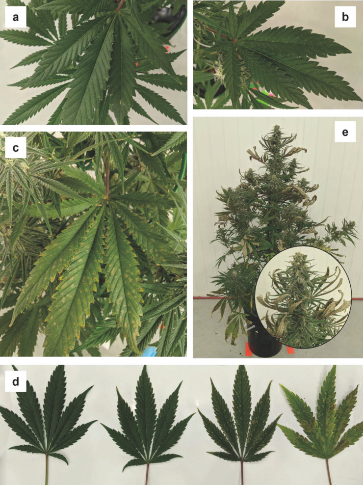 PMC9920212 – plants-12-00422-f003