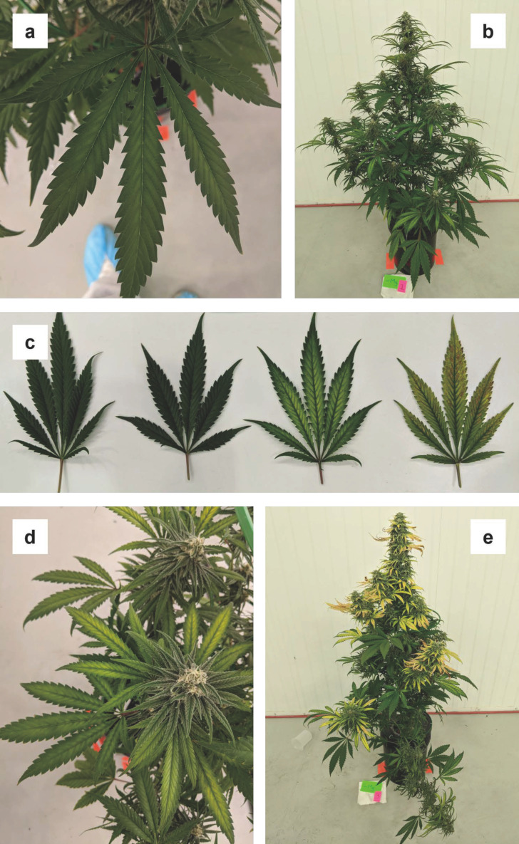 PMC9920212 – plants-12-00422-f006