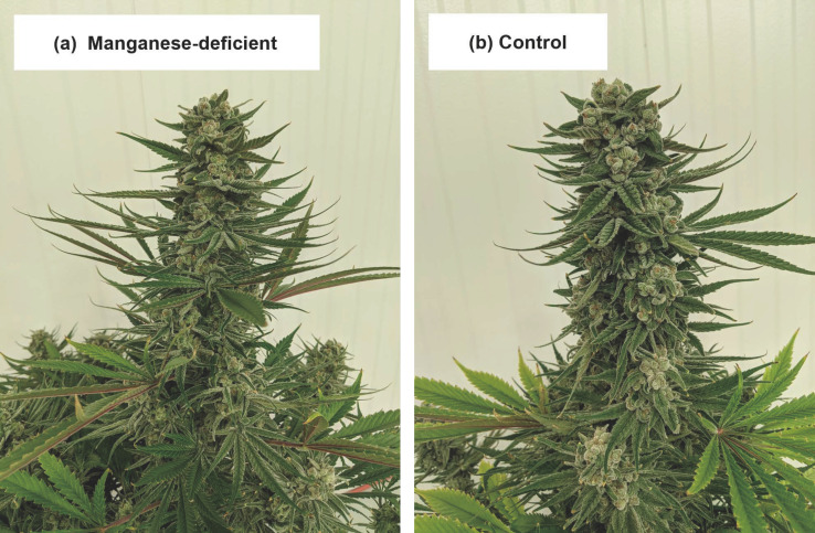 PMC9920212 – plants-12-00422-f009