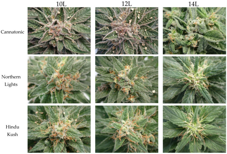 PMC10004775 – plants-12-01061-f005