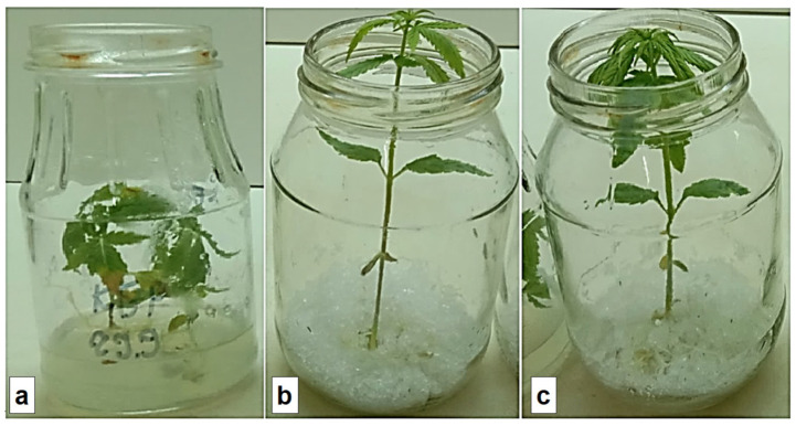PMC10007188 – plants-12-01196-f005