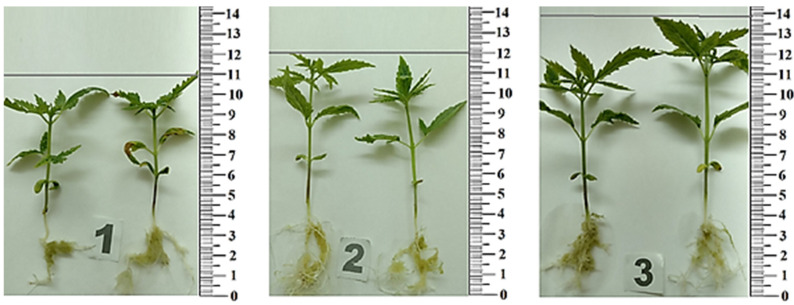 PMC10007188 – plants-12-01196-f006