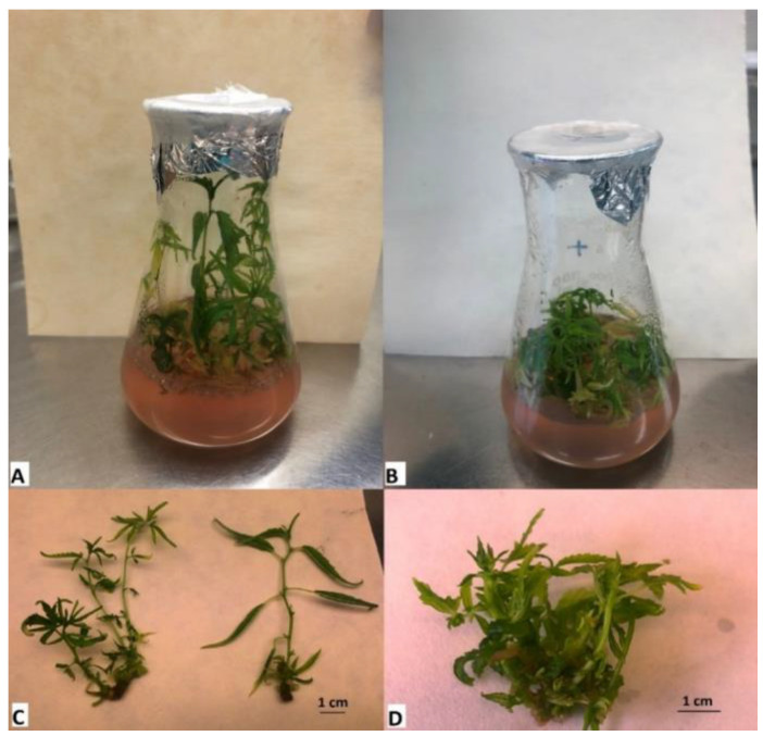 PMC10142887 – plants-12-01664-f002