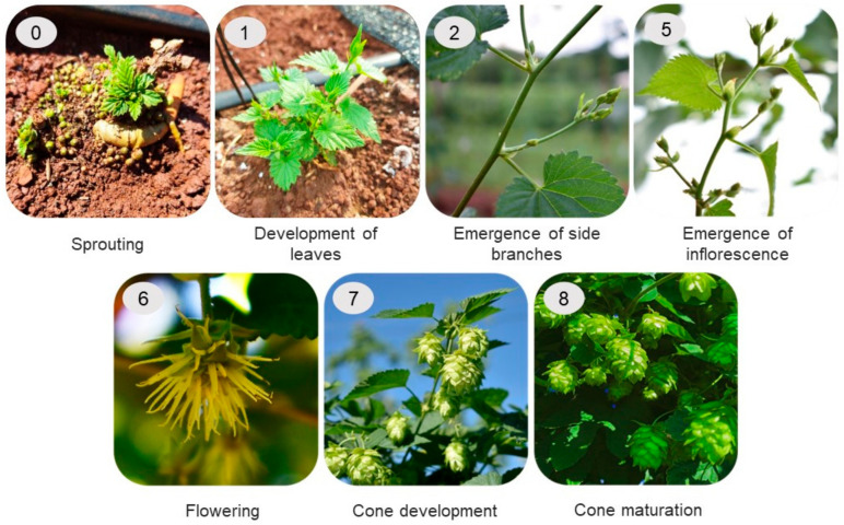 PMC10222731 – plants-12-01971-f010
