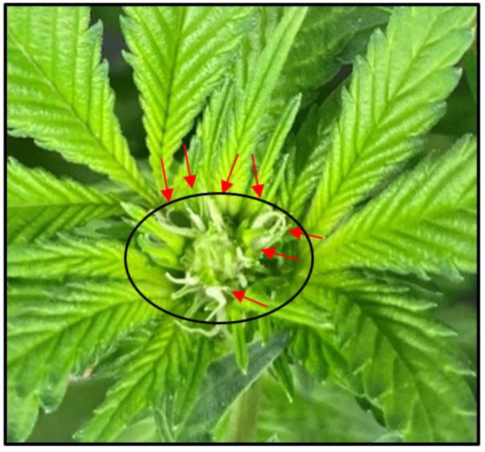 PMC10386198 – plants-12-02605-f001