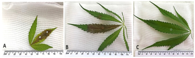 PMC10536681 – plants-12-03278-f001