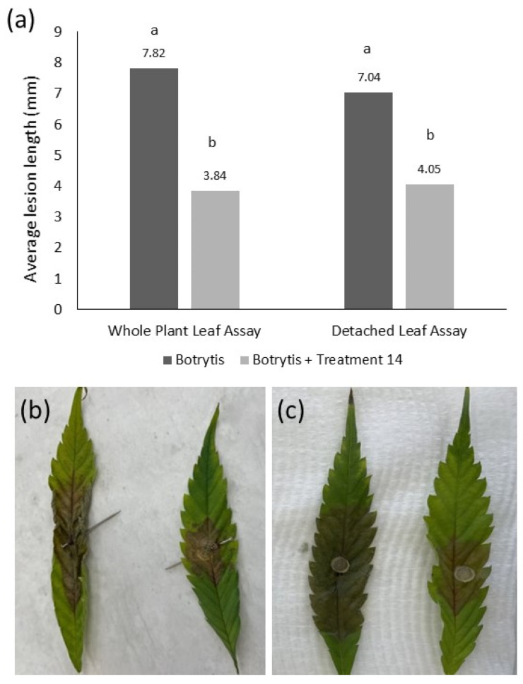 PMC10536681 – plants-12-03278-f004