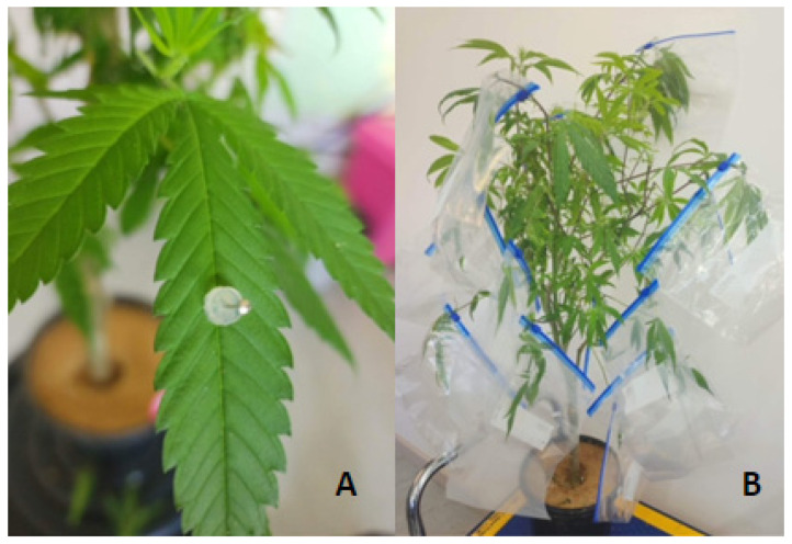 PMC10536681 – plants-12-03278-f005