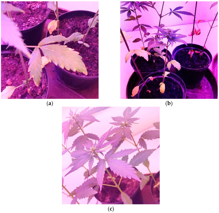 PMC10537888 – plants-12-03305-f004