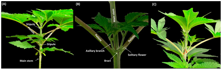 PMC10610221 – plants-12-03646-f004