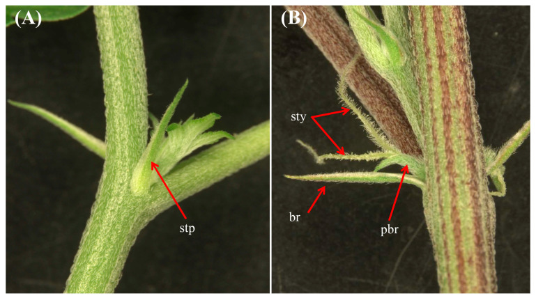 PMC10610221 – plants-12-03646-f005