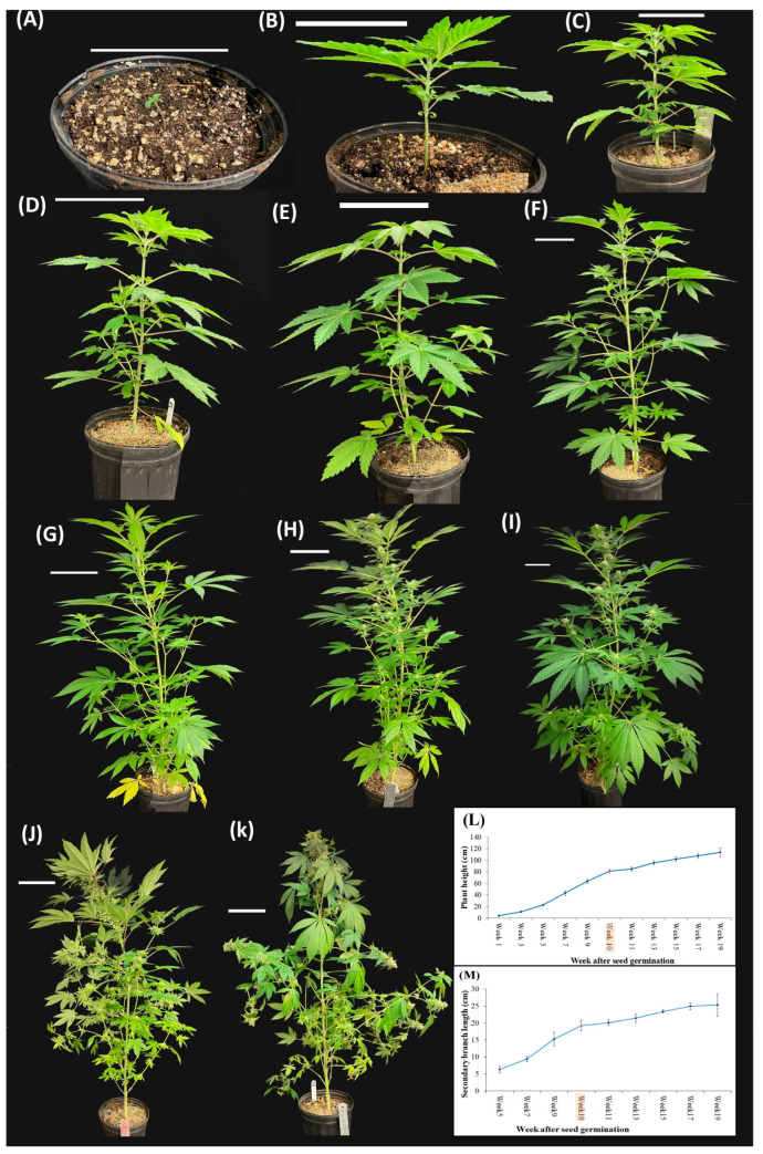 PMC10610221 – plants-12-03646-f007
