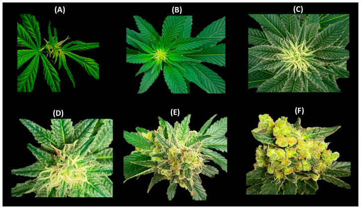 PMC10610221 – plants-12-03646-f009