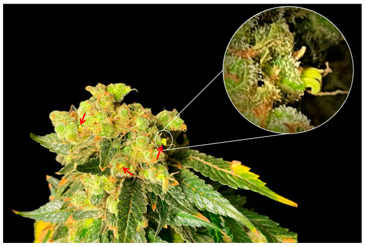 PMC10610221 – plants-12-03646-f010