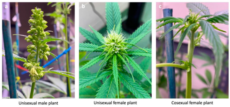 PMC10648298 – plants-12-03731-f005