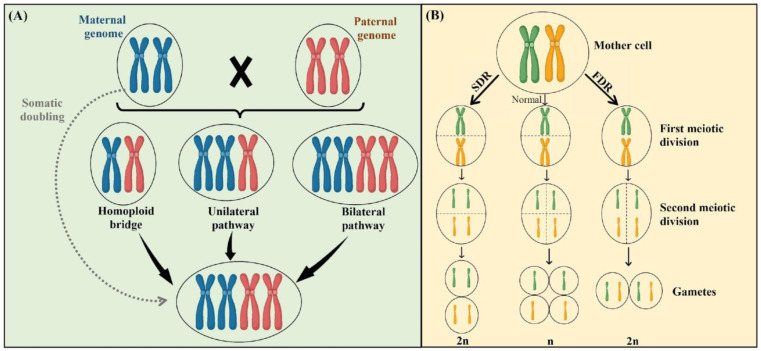 PMC10708021 – plants-12-03927-f001