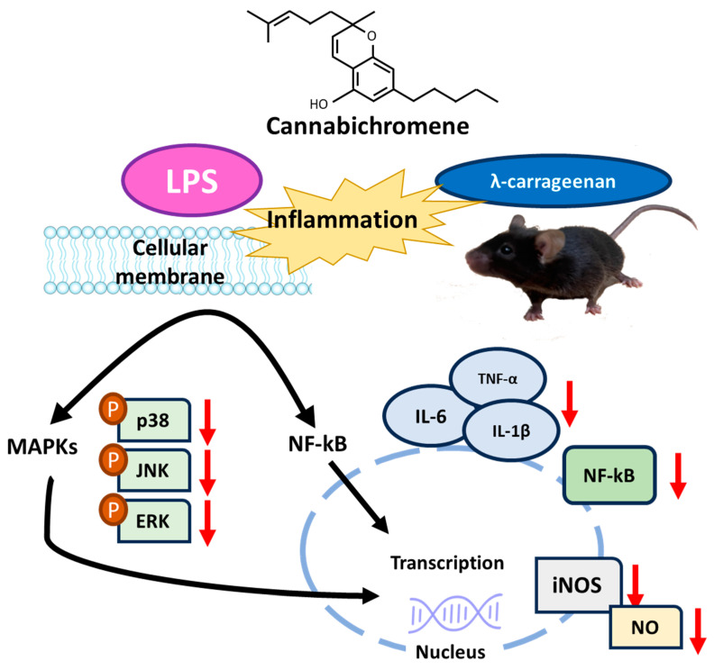 PMC10708362 – plants-12-03966-f008