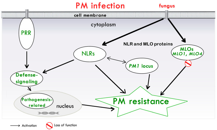 PMC10780410 – plants-13-00105-f001