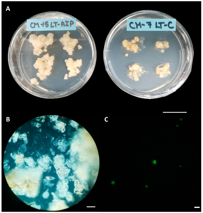 PMC10781014 – plants-13-00130-f001