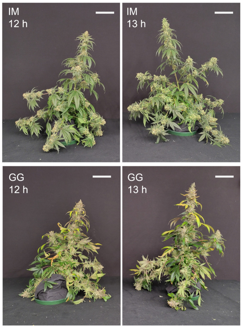 PMC10857075 – plants-13-00433-f009