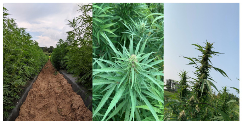 PMC10892002 – plants-13-00519-f001