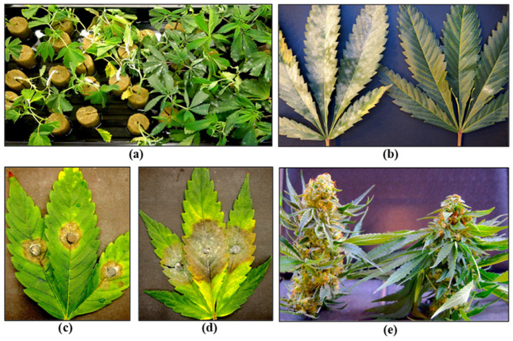 PMC10974757 – plants-13-00786-f008