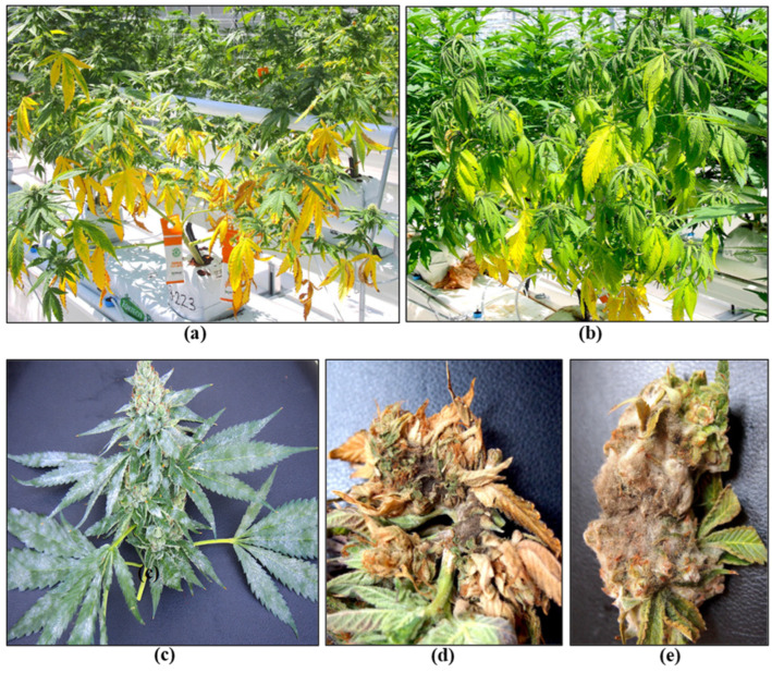 PMC10974757 – plants-13-00786-f014