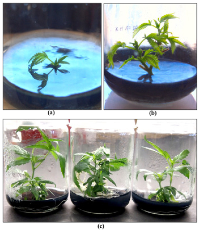PMC10974757 – plants-13-00786-f025
